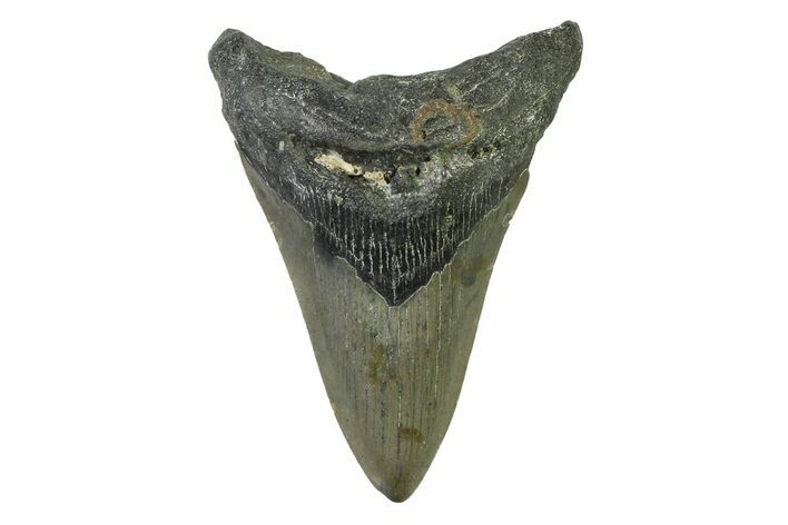 Fossil Megalodon Tooth - North Carolina #338480